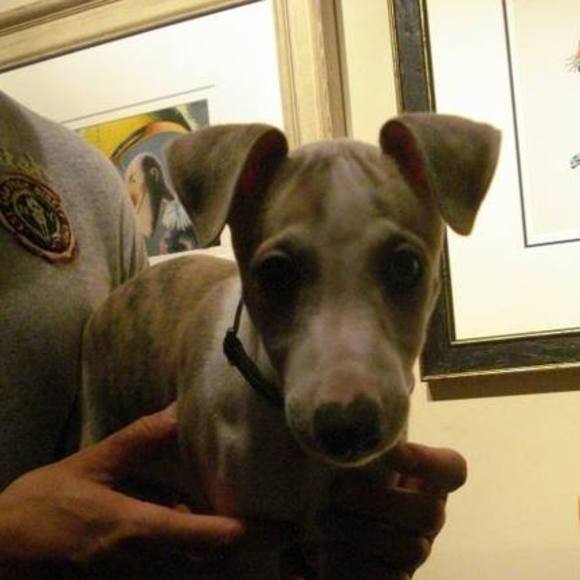 Meet your Posher, Viletta - Picture 1 of 1